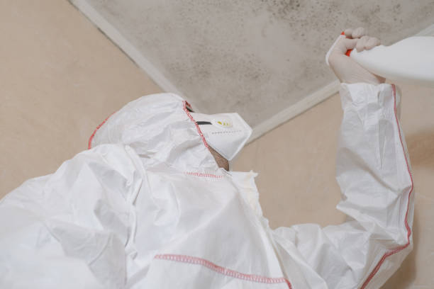 Mold Removal Process in Markham, IL