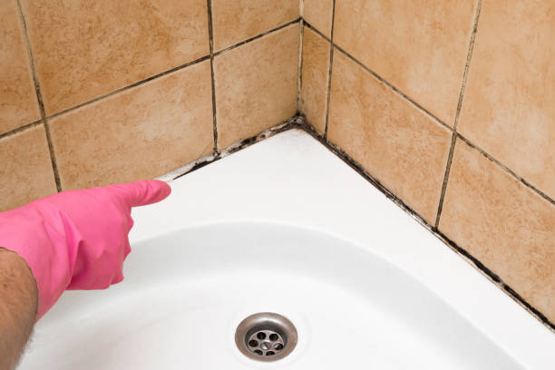 Best Toxic Mold Removal  in Markham, IL