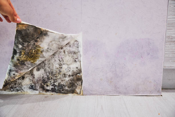 Best Attic Mold Removal  in Markham, IL